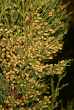 Cupressus sempervirens RCP3-06 064.jpg